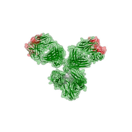 drawing of the biological structure of the protein