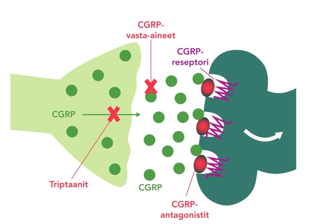 CGRP Triptaanit CGRP vasta-aineet CGRP-reseptori CGRP CGRP antagonistit