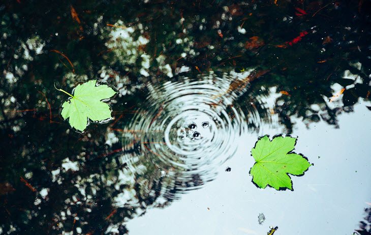 Two leaves floating in water