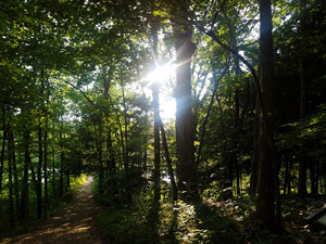 A forest
